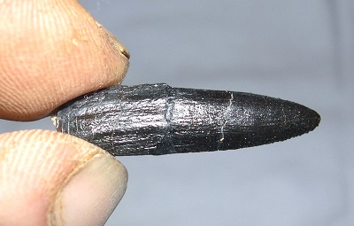 Apatosaurus tooth